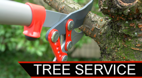 Tree being Clipped - Fence Contractor